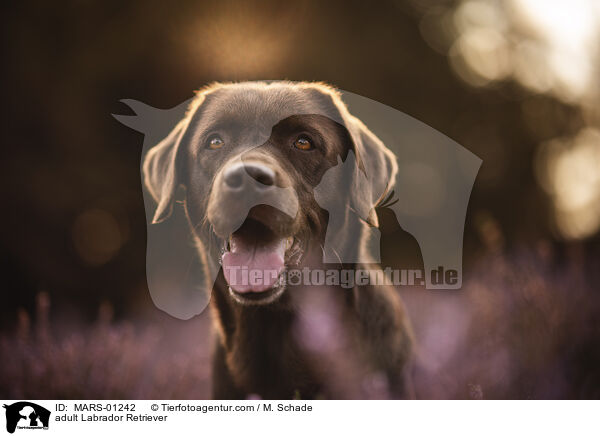 adult Labrador Retriever / MARS-01242