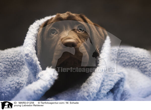 young Labrador Retriever / MARS-01256