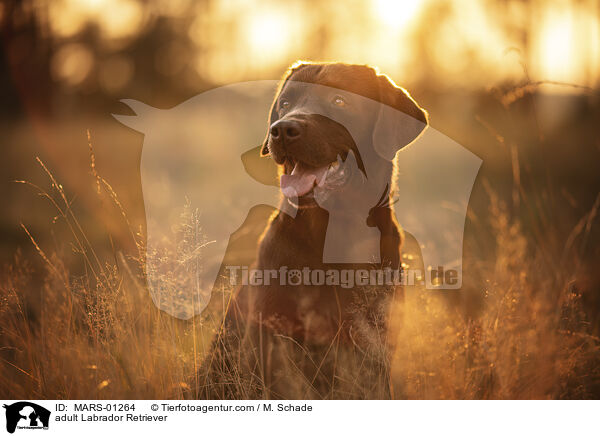 adult Labrador Retriever / MARS-01264