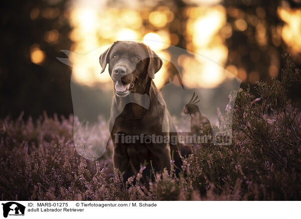 ausgewachsener Labrador Retriever / adult Labrador Retriever / MARS-01275