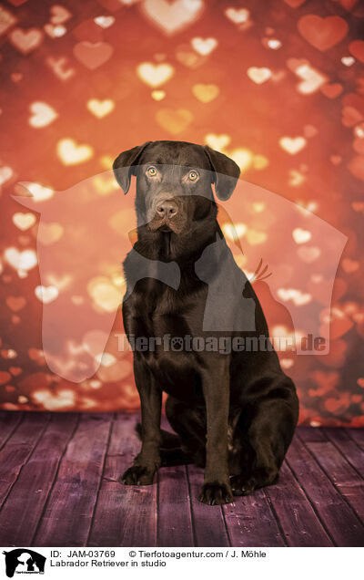 Labrador Retriever in studio / JAM-03769