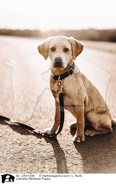 Labrador Retriever Puppy / LR-01346