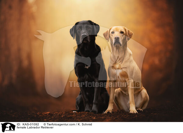 Labrador Retriever Hndinnen / female Labrador Retriever / KAS-01092