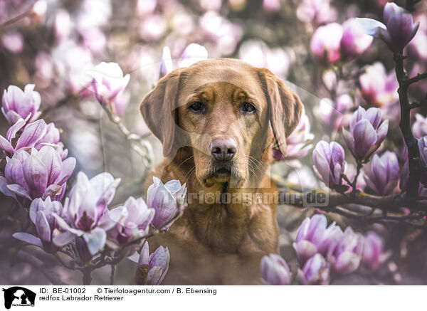 redfox Labrador Retriever / BE-01002