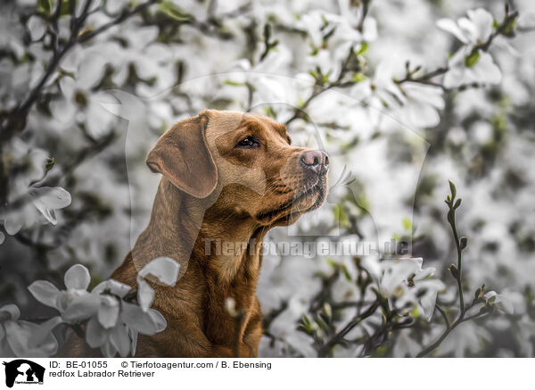 redfox Labrador Retriever / BE-01055
