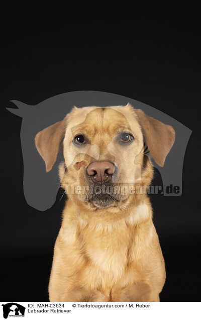 Labrador Retriever / MAH-03634