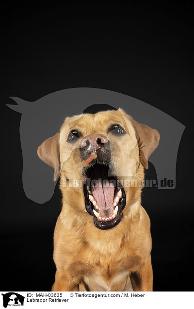 Labrador Retriever / Labrador Retriever / MAH-03635