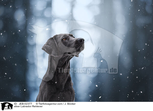 silver Labrador Retriever / JEB-02377