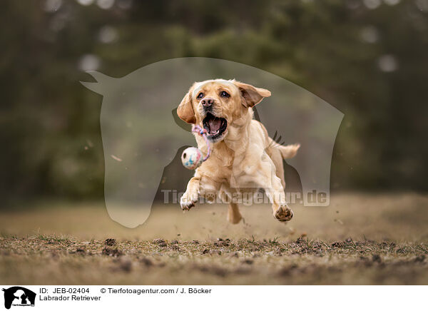 Labrador Retriever / Labrador Retriever / JEB-02404