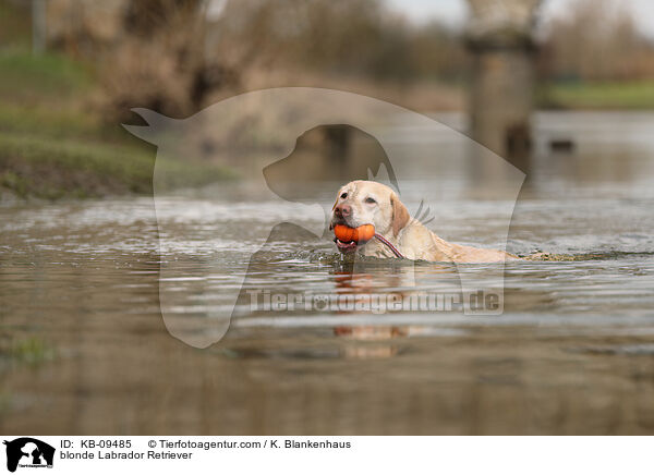 blonder Labrador Retriever / blonde Labrador Retriever / KB-09485