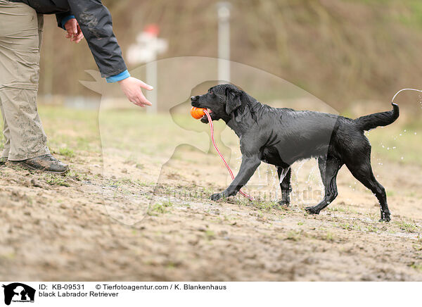 schwarzer Labrador Retriever / black Labrador Retriever / KB-09531