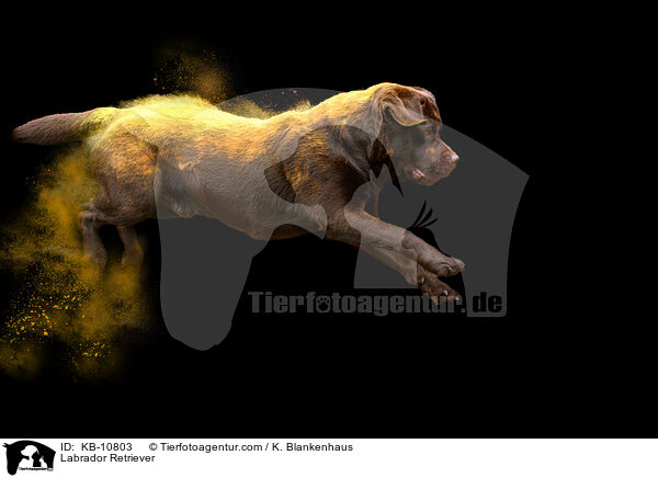 Labrador Retriever / KB-10803