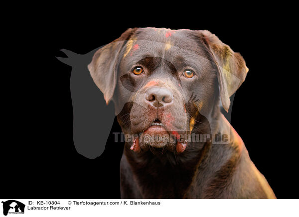 Labrador Retriever / KB-10804