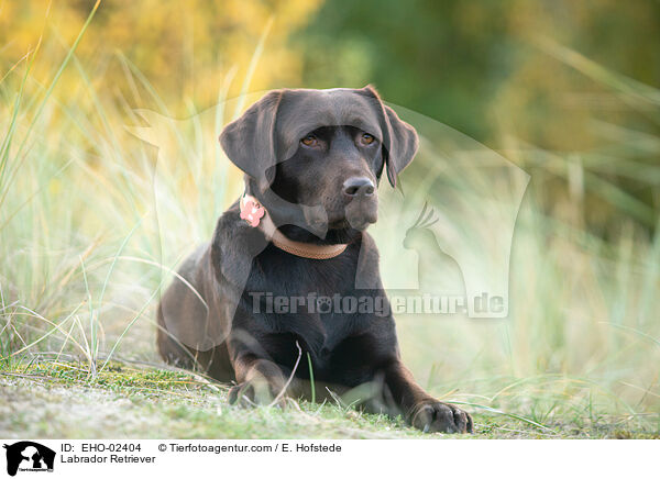 Labrador Retriever / EHO-02404