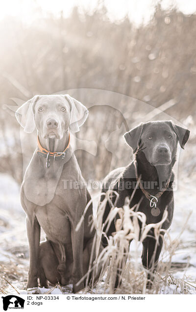 2 dogs / NP-03334