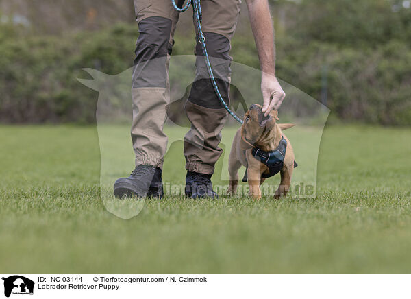 Labrador Retriever Puppy / NC-03144