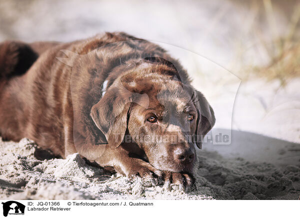 Labrador Retriever / JQ-01366