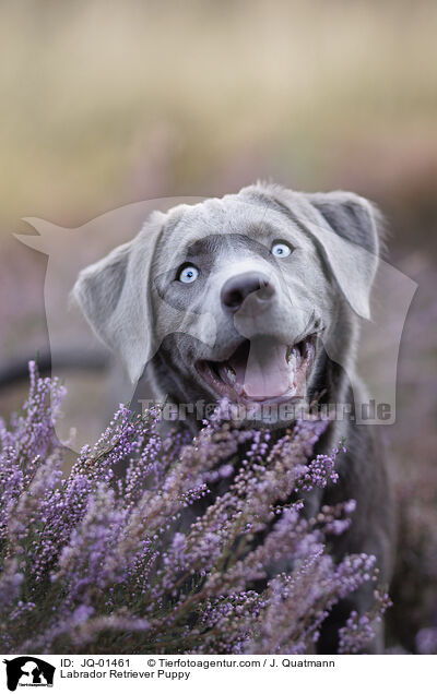Labrador Retriever Puppy / JQ-01461