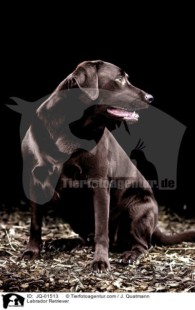Labrador Retriever / JQ-01513