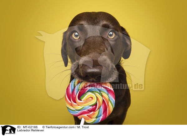 Labrador Retriever / MT-02186