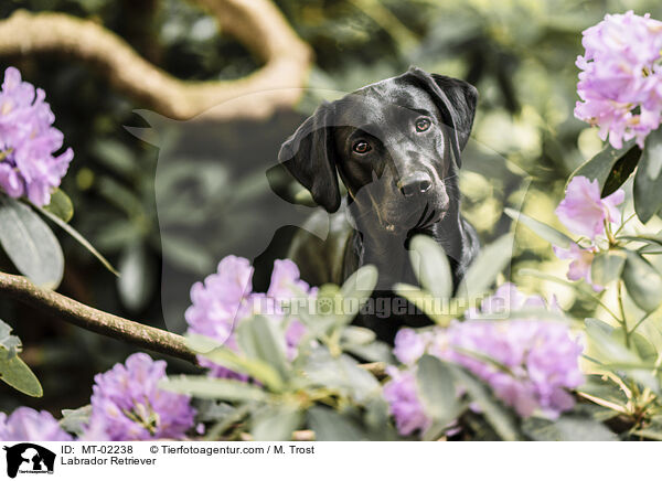 Labrador Retriever / Labrador Retriever / MT-02238