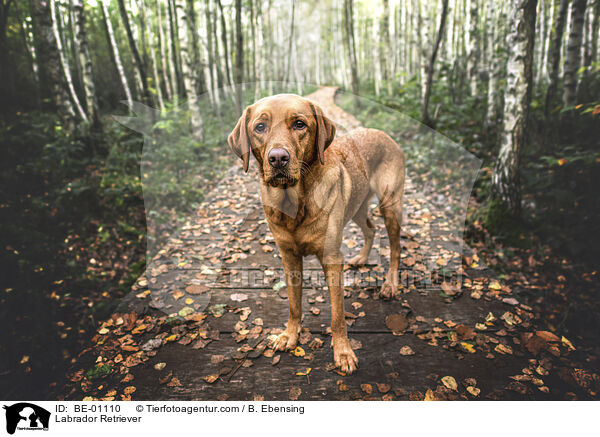 Labrador Retriever / Labrador Retriever / BE-01110