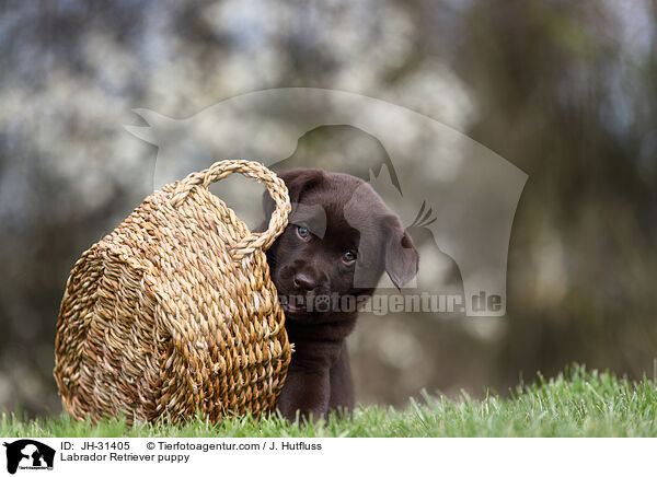 Labrador Retriever puppy / JH-31405