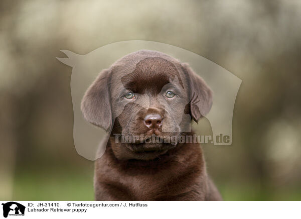 Labrador Retriever puppy / JH-31410