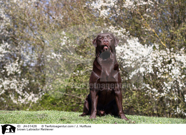 brauner Labrador Retriever / brown Labrador Retriever / JH-31426
