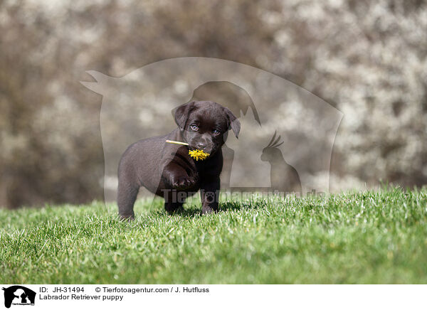 Labrador Retriever puppy / JH-31494