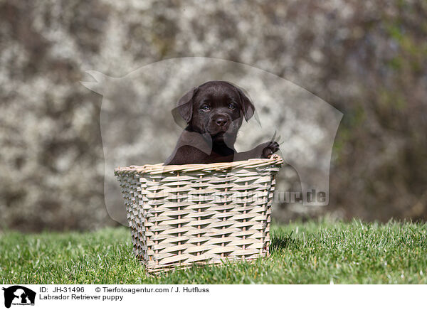 Labrador Retriever puppy / JH-31496