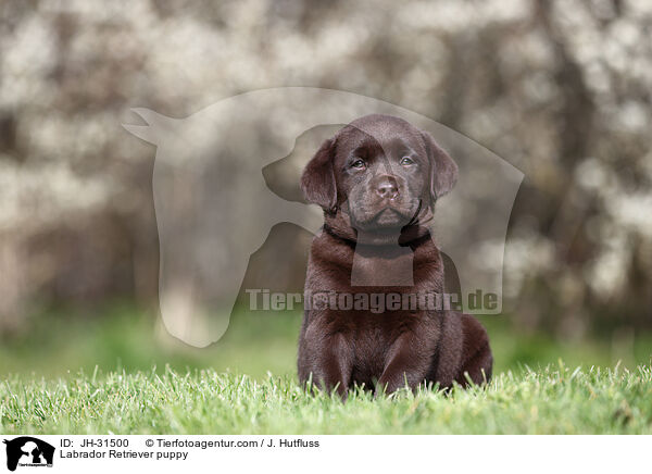 Labrador Retriever puppy / JH-31500