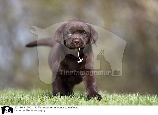 Labrador Retriever puppy / JH-31509