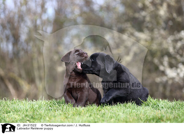 Labrador Retriever puppy / JH-31522