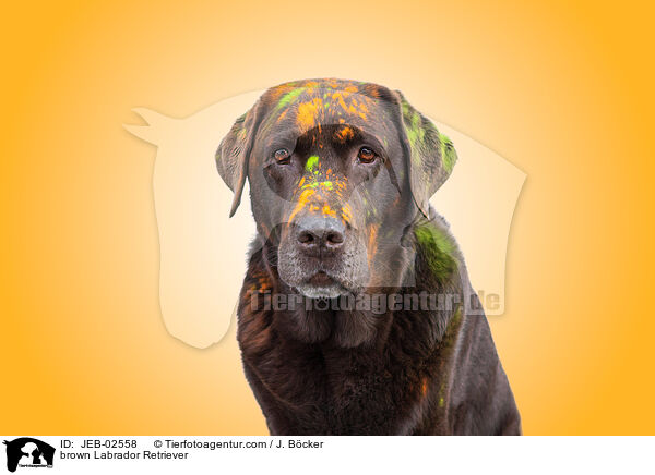 brown Labrador Retriever / JEB-02558