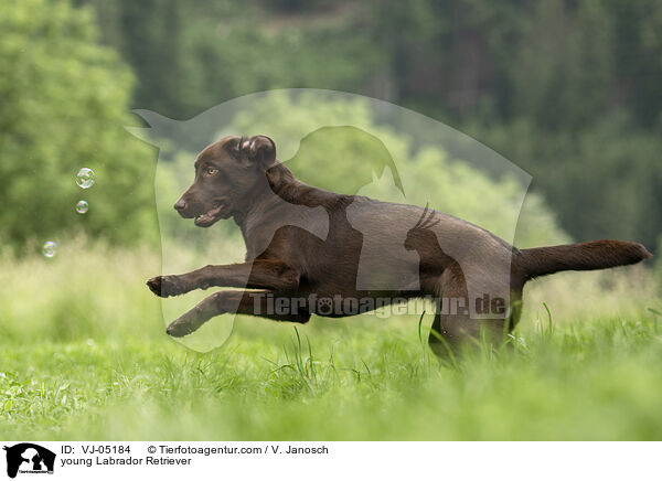 young Labrador Retriever / VJ-05184