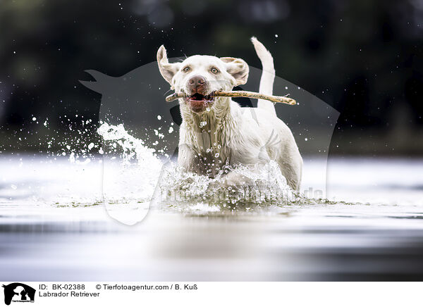 Labrador Retriever / Labrador Retriever / BK-02388