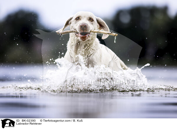 Labrador Retriever / Labrador Retriever / BK-02390