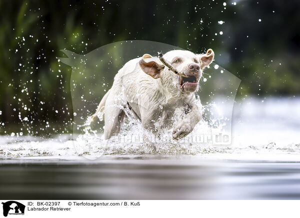 Labrador Retriever / Labrador Retriever / BK-02397