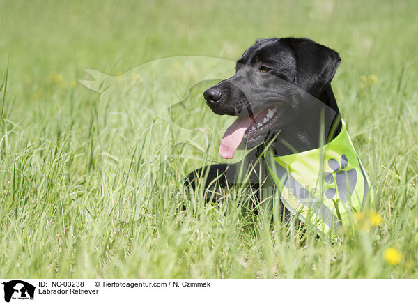 Labrador Retriever / Labrador Retriever / NC-03238