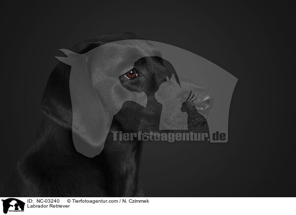 Labrador Retriever / Labrador Retriever / NC-03240