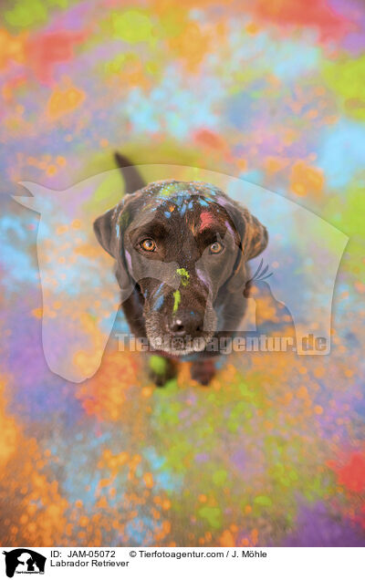 Labrador Retriever / JAM-05072