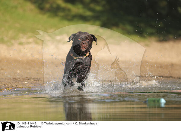 Labrador Retriever / KB-11449