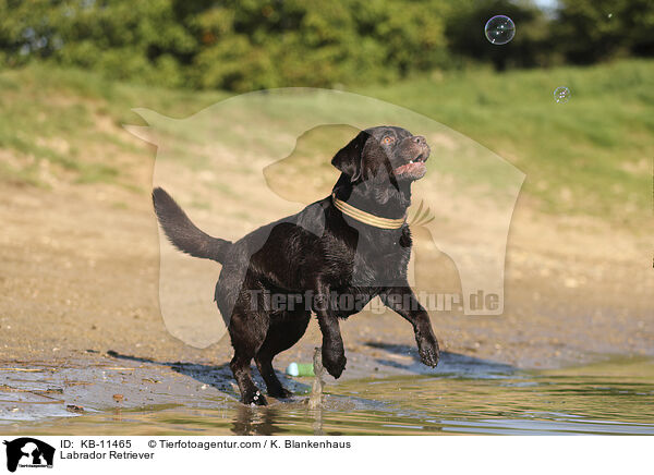 Labrador Retriever / Labrador Retriever / KB-11465