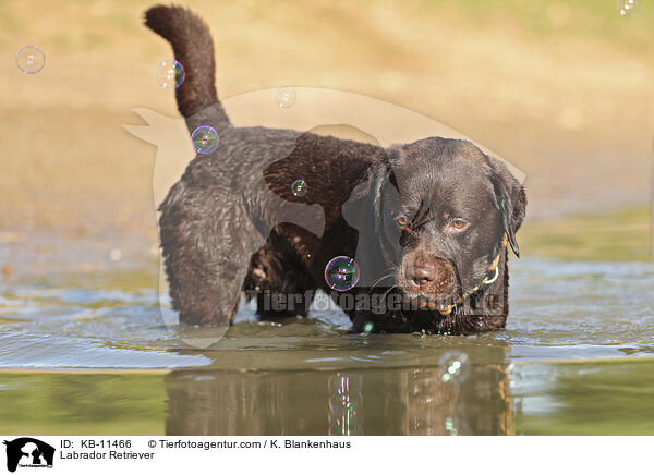 Labrador Retriever / KB-11466