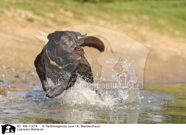 Labrador Retriever / Labrador Retriever / KB-11474