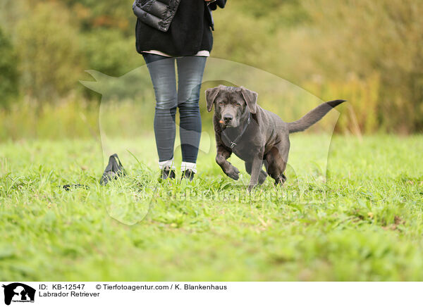 Labrador Retriever / Labrador Retriever / KB-12547
