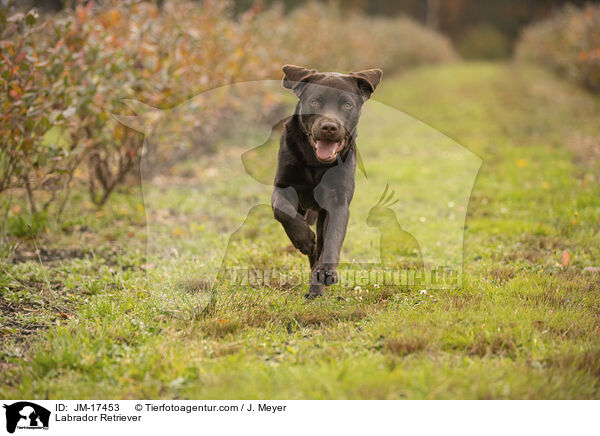 Labrador Retriever / JM-17453