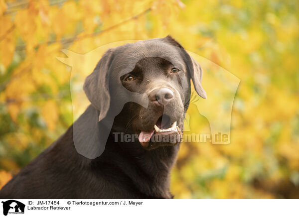 Labrador Retriever / JM-17454