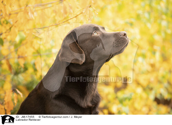 Labrador Retriever / JM-17455